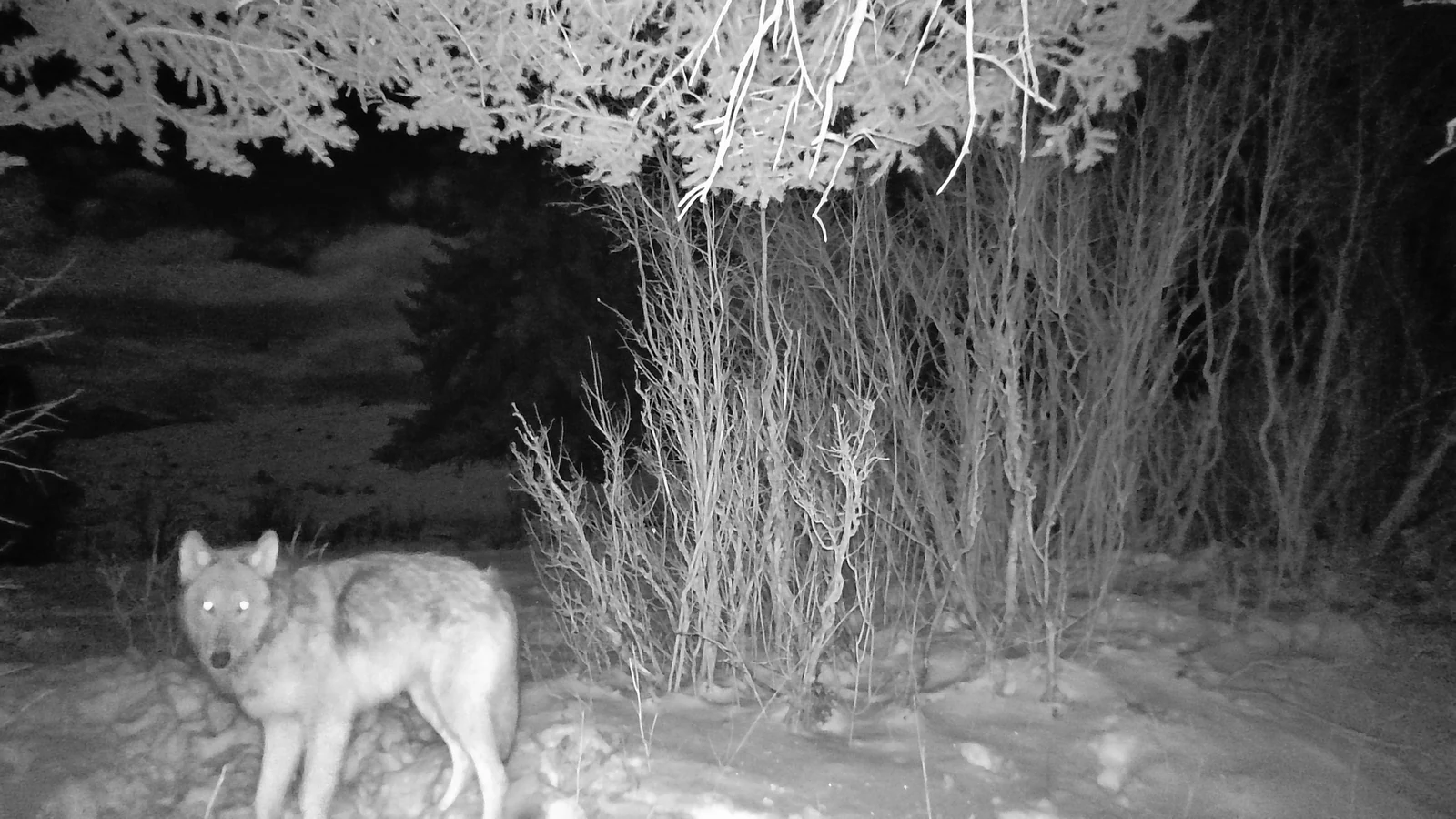 A wolf recorded by a USFWS trail camera at the National Elk Refuge