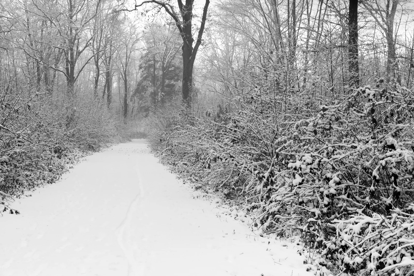 Snow-covered woodland in winter sunlight